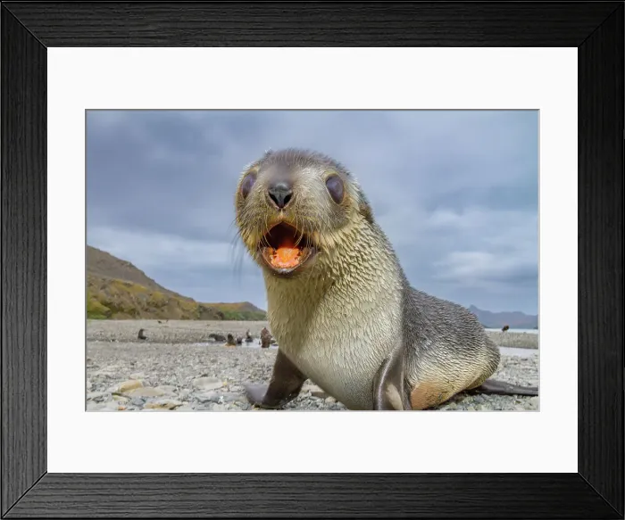 Framed Print : Antarctic fur seal pup (Arctocephalus gazella) near the abandoned whaling station at Stromness Bay on South Georgia, Polar Regions Framed Print : Antarctic fur seal pup (Arctocephalus gazella) near the abandoned whaling station at Stromness Bay on South Georgia, Polar Regions