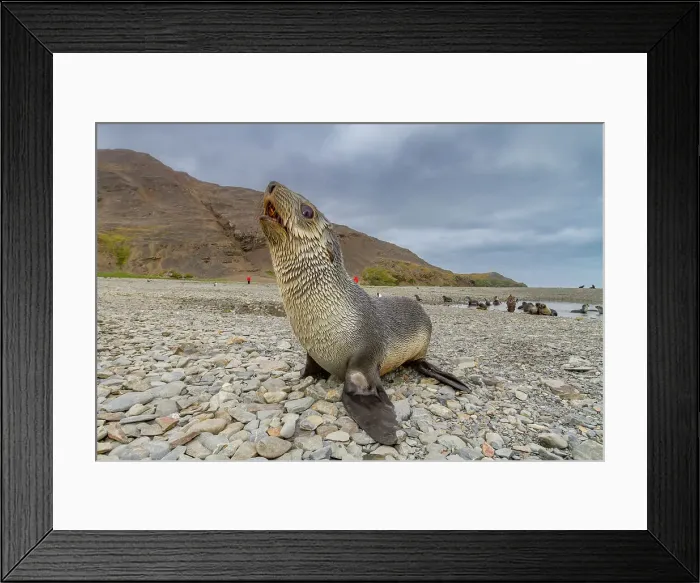 Framed Print : Antarctic fur seal pup (Arctocephalus gazella) near the abandoned whaling station at Stromness Bay on South Georgia, Polar Regions