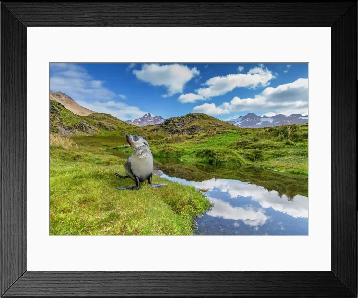 Framed Print : Antarctic fur seal pup (Arctocephalus gazella) near the abandoned whaling station at Stromness Bay on South Georgia, Polar Regions Framed Print : Antarctic fur seal pup (Arctocephalus gazella) near the abandoned whaling station at Stromness Bay on South Georgia, Polar Regions