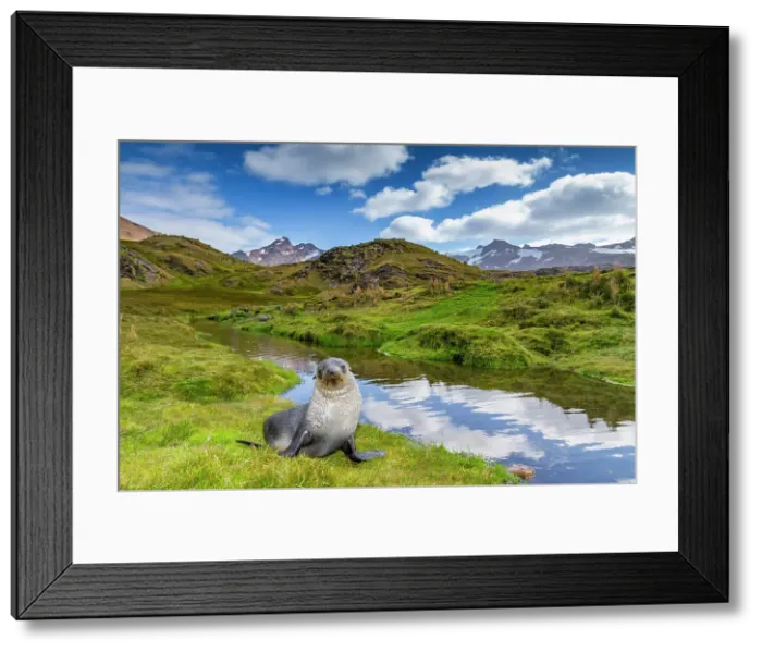 Framed Print : Antarctic fur seal pup (Arctocephalus gazella) near the abandoned whaling station at Stromness Bay on South Georgia, Polar Regions Framed Print : Antarctic fur seal pup (Arctocephalus gazella) near the abandoned whaling station at Stromness Bay on South Georgia, Polar Regions