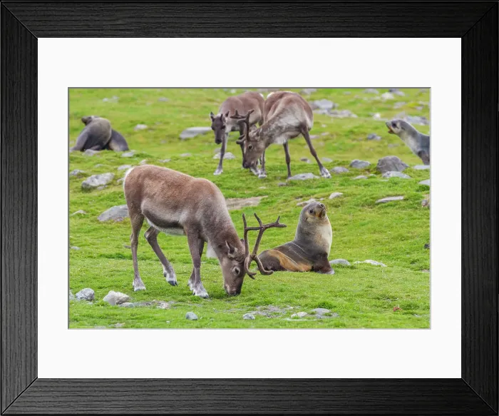 Framed Print : A small group of introduced reindeer (Rangifer tarandus) before eradication in Stromness Bay, South Georgia, Polar Regions Framed Print : A small group of introduced reindeer (Rangifer tarandus) before eradication in Stromness Bay, South Georgia, Polar Regions