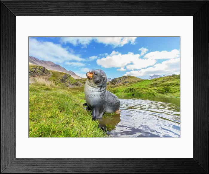 Framed Print : Antarctic fur seal pup (Arctocephalus gazella) near the abandoned whaling station at Stromness Bay on South Georgia, Polar Regions Framed Print : Antarctic fur seal pup (Arctocephalus gazella) near the abandoned whaling station at Stromness Bay on South Georgia, Polar Regions