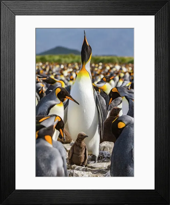 Framed Print : King penguin (Aptenodytes patagonicus) adult and chick at breeding and nesting colony at Salisbury Plain, South Georgia, Polar Regions Framed Print : King penguin (Aptenodytes patagonicus) adult and chick at breeding and nesting colony at Salisbury Plain, South Georgia, Polar Regions
