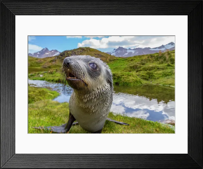 Framed Print : Antarctic fur seal pup (Arctocephalus gazella) near the abandoned whaling station at Stromness Bay on South Georgia, Polar Regions