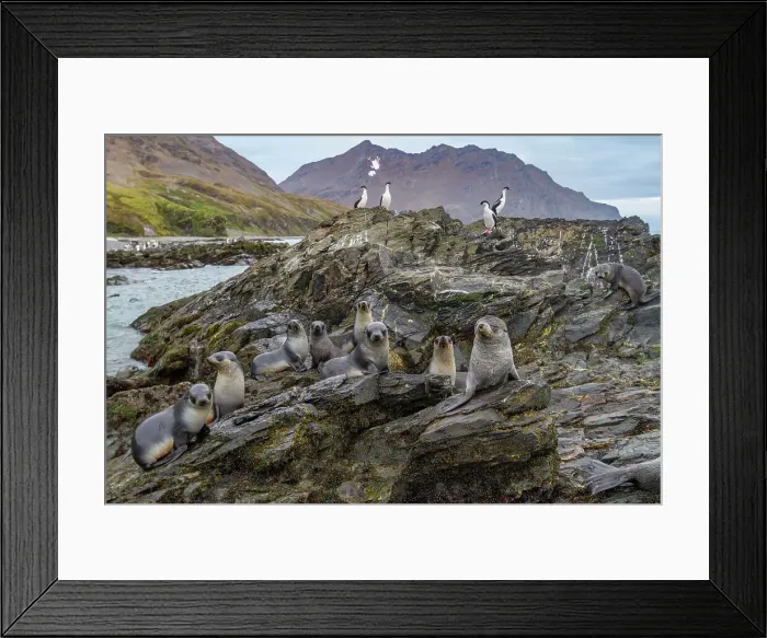 Framed Print : Antarctic fur seal pups (Arctocephalus gazella) playing in Fortuna Bay on South Georgia, Southern Ocean, Polar Regions Framed Print : Antarctic fur seal pups (Arctocephalus gazella) playing in Fortuna Bay on South Georgia, Southern Ocean, Polar Regions