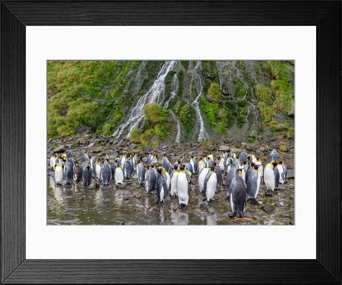 Framed Print : King penguins (Aptenodytes patagonicus) at breeding and nesting colony at Right Whale Bay, South Georgia, Polar Regions Framed Print : King penguins (Aptenodytes patagonicus) at breeding and nesting colony at Right Whale Bay, South Georgia, Polar Regions