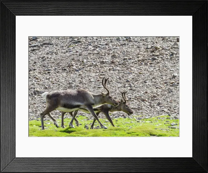 Framed Print : A small group of introduced reindeer (Rangifer tarandus) before eradication in Stromness Bay, South Georgia, Polar Regions