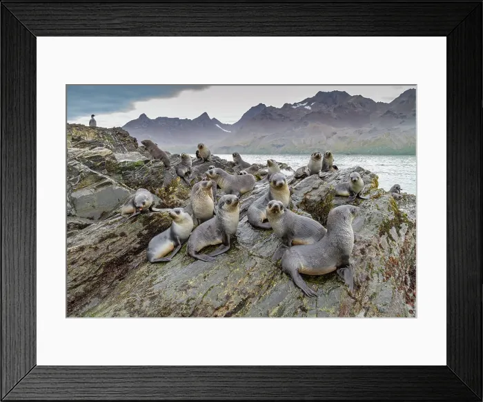 Framed Print : Antarctic fur seal pups (Arctocephalus gazella) playing in Fortuna Bay on South Georgia, Southern Ocean, Polar Regions