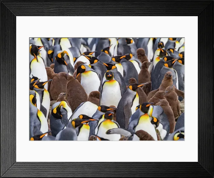 Framed Print : King penguins (Aptenodytes patagonicus) at breeding and nesting colony at Salisbury Plain in the Bay of Isles, South Georgia, Polar Regions Framed Print : King penguins (Aptenodytes patagonicus) at breeding and nesting colony at Salisbury Plain in the Bay of Isles, South Georgia, Polar Regions