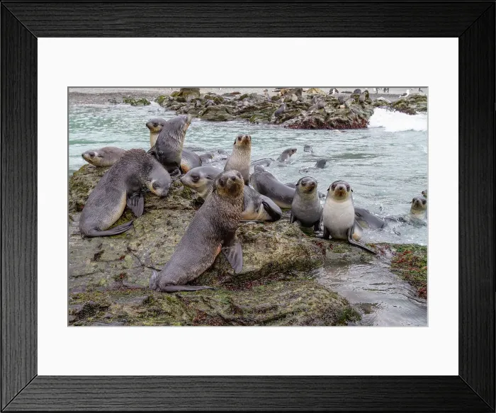 Framed Print : Antarctic fur seal pups (Arctocephalus gazella) playing in Fortuna Bay on South Georgia, Southern Ocean, Polar Regions Framed Print : Antarctic fur seal pups (Arctocephalus gazella) playing in Fortuna Bay on South Georgia, Southern Ocean, Polar Regions