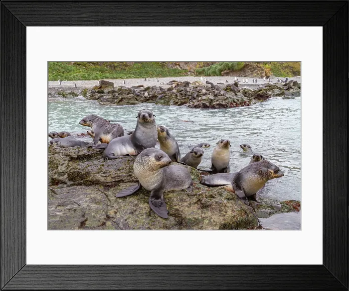 Framed Print : Antarctic fur seal pups (Arctocephalus gazella) playing in Fortuna Bay on South Georgia, Southern Ocean, Polar Regions Framed Print : Antarctic fur seal pups (Arctocephalus gazella) playing in Fortuna Bay on South Georgia, Southern Ocean, Polar Regions
