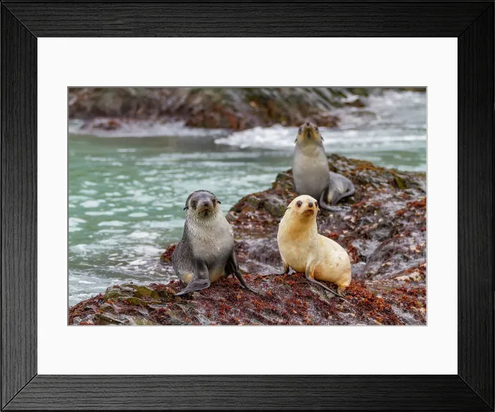 Framed Print : Leucistic caused by lack of melanin, or blond Antarctic fur seal pup (Arctocephalus gazella) on South Georgia, Polar Regions Framed Print : Leucistic caused by lack of melanin, or blond Antarctic fur seal pup (Arctocephalus gazella) on South Georgia, Polar Regions