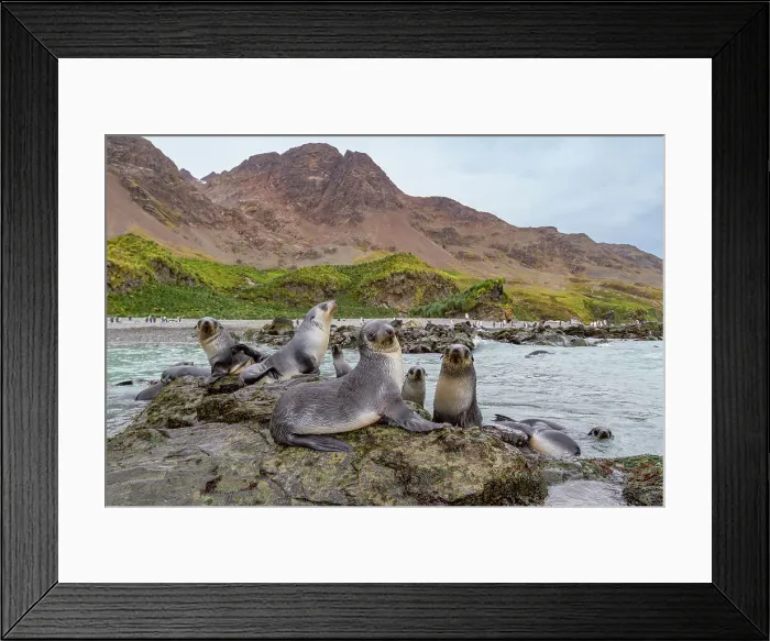 Framed Print : Antarctic fur seal pups (Arctocephalus gazella) playing in Fortuna Bay on South Georgia, Southern Ocean, Polar Regions Framed Print : Antarctic fur seal pups (Arctocephalus gazella) playing in Fortuna Bay on South Georgia, Southern Ocean, Polar Regions