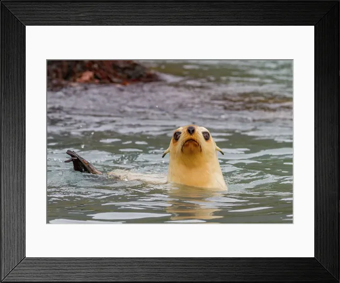Framed Print : Leucistic caused by lack of melanin, or blond Antarctic fur seal pup (Arctocephalus gazella) on South Georgia, Polar Regions Framed Print : Leucistic caused by lack of melanin, or blond Antarctic fur seal pup (Arctocephalus gazella) on South Georgia, Polar Regions