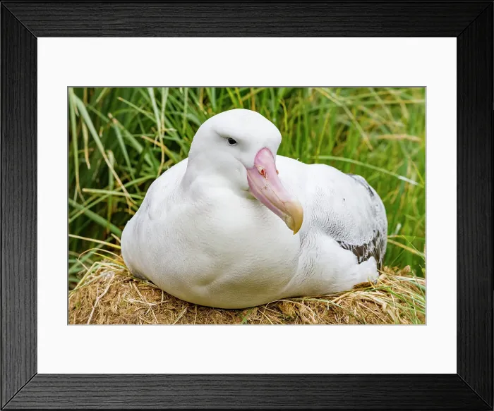 Framed Print : Adult wandering albatross (Diomedea exulans) at nest site on Prion Island in the Bay of Isles, South Georgia, Polar Regions