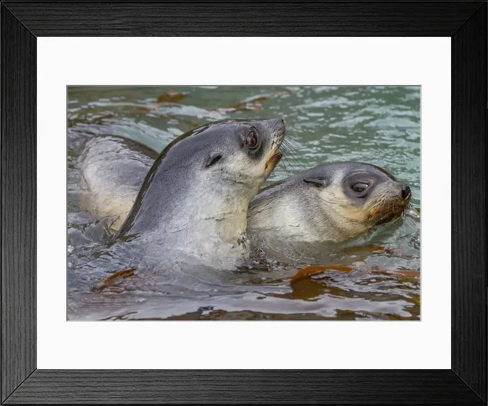 Framed Print : Antarctic fur seal pups (Arctocephalus gazella) playing in Fortuna Bay on South Georgia, Southern Ocean, Polar Regions Framed Print : Antarctic fur seal pups (Arctocephalus gazella) playing in Fortuna Bay on South Georgia, Southern Ocean, Polar Regions