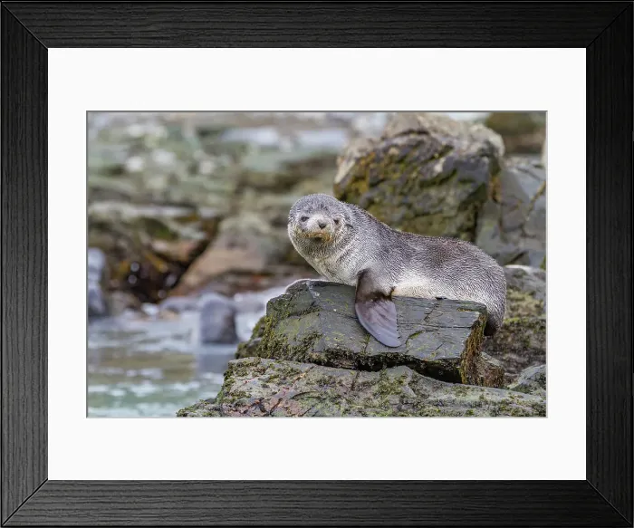 Framed Print : Antarctic fur seal pups (Arctocephalus gazella) playing in Fortuna Bay on South Georgia, Southern Ocean, Polar Regions Framed Print : Antarctic fur seal pups (Arctocephalus gazella) playing in Fortuna Bay on South Georgia, Southern Ocean, Polar Regions