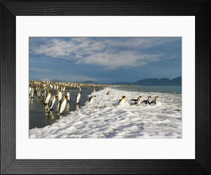Framed Print : King penguins (Aptenodytes patagonicus) on the beach at breeding and nesting colony at Salisbury Plain in the Bay of Isles, South Georgia, Southern Ocean, Polar Regions Framed Print : King penguins (Aptenodytes patagonicus) on the beach at breeding and nesting colony at Salisbury Plain in the Bay of Isles, South Georgia, Southern Ocean, Polar Regions