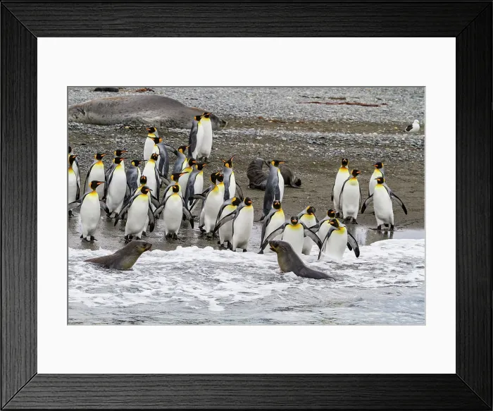 Framed Print : King penguin (Aptenodytes patagonicus) entering the sea from the beach at Salisbury Plain, South Georgia, Polar Regions Framed Print : King penguin (Aptenodytes patagonicus) entering the sea from the beach at Salisbury Plain, South Georgia, Polar Regions
