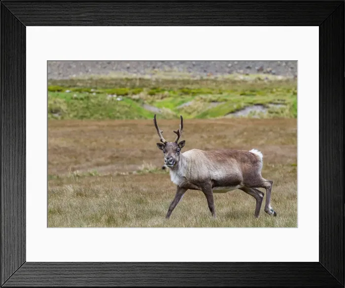 Framed Print : An adult bull introduced reindeer (Rangifer tarandus) before eradication in Stromness Bay, South Georgia, Polar Regions
