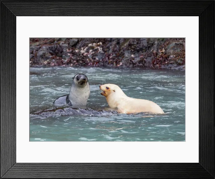 Framed Print : Leucistic caused by lack of melanin, or blond Antarctic fur seal pup (Arctocephalus gazella) on South Georgia, Polar Regions Framed Print : Leucistic caused by lack of melanin, or blond Antarctic fur seal pup (Arctocephalus gazella) on South Georgia, Polar Regions