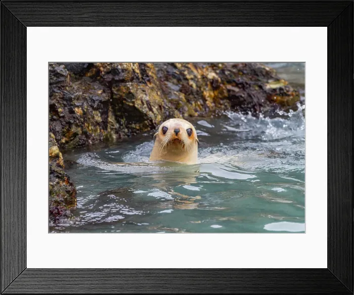 Framed Print : Leucistic caused by lack of melanin, or blond Antarctic fur seal pup (Arctocephalus gazella) on South Georgia, Polar Regions Framed Print : Leucistic caused by lack of melanin, or blond Antarctic fur seal pup (Arctocephalus gazella) on South Georgia, Polar Regions