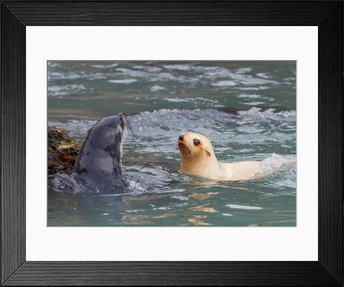 Framed Print : Leucistic caused by lack of melanin, or blond Antarctic fur seal pup (Arctocephalus gazella) on South Georgia, Polar Regions Framed Print : Leucistic caused by lack of melanin, or blond Antarctic fur seal pup (Arctocephalus gazella) on South Georgia, Polar Regions