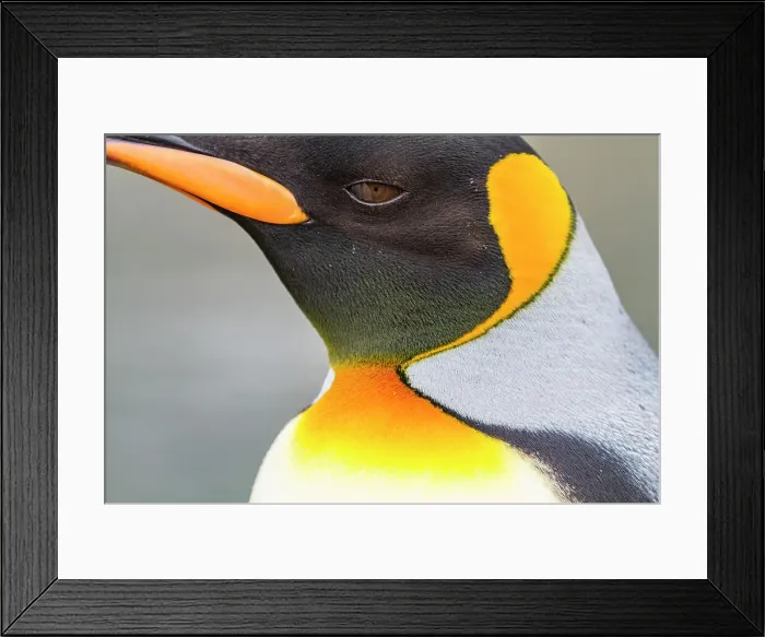 Framed Print : King penguin (Aptenodytes patagonicus) detail at breeding and nesting colony at St. Andrews Bay on South Georgia, Southern Ocean, Polar Regions