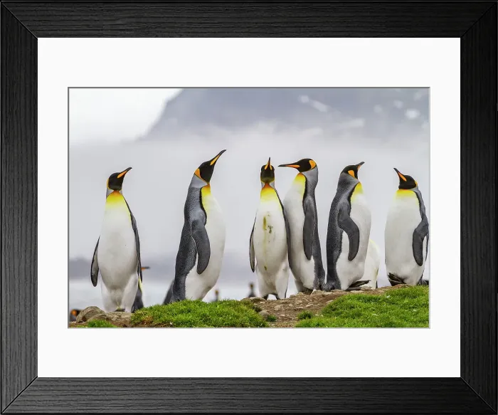 Framed Print : King penguin (Aptenodytes patagonicus) breeding and nesting colony at St. Andrews Bay on South Georgia, Southern Ocean, Polar Regions