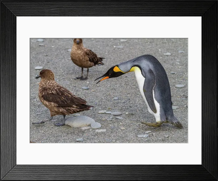 Framed Print : King penguin (Aptenodytes patagonicus) with skua at breeding and nesting colony at St. Andrews Bay on South Georgia, Southern Ocean, Polar Regions