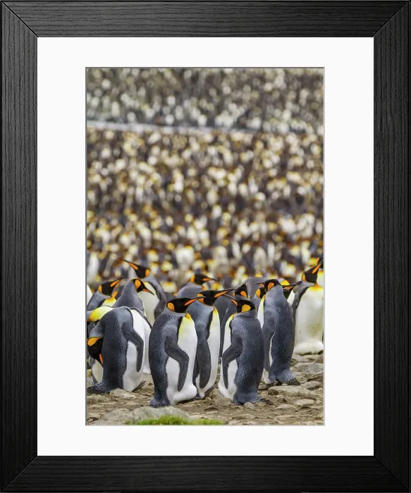 Framed Print : King penguin (Aptenodytes patagonicus) breeding and nesting colony at St. Andrews Bay on South Georgia, Southern Ocean, Polar Regions Framed Print : King penguin (Aptenodytes patagonicus) breeding and nesting colony at St. Andrews Bay on South Georgia, Southern Ocean, Polar Regions