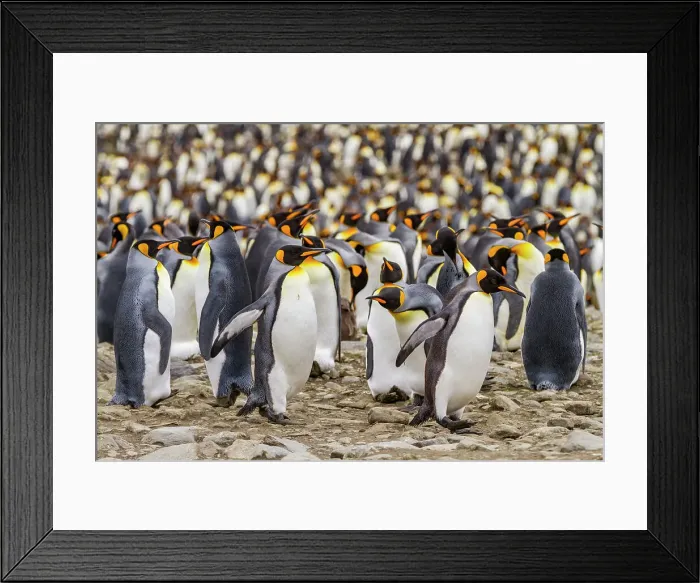 Framed Print : King penguin (Aptenodytes patagonicus) breeding and nesting colony at St. Andrews Bay on South Georgia, Southern Ocean, Polar Regions Framed Print : King penguin (Aptenodytes patagonicus) breeding and nesting colony at St. Andrews Bay on South Georgia, Southern Ocean, Polar Regions