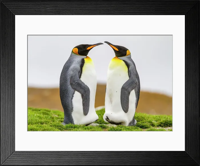 Framed Print : King penguin (Aptenodytes patagonicus) breeding and nesting colony at St. Andrews Bay on South Georgia, Southern Ocean, Polar Regions Framed Print : King penguin (Aptenodytes patagonicus) breeding and nesting colony at St. Andrews Bay on South Georgia, Southern Ocean, Polar Regions