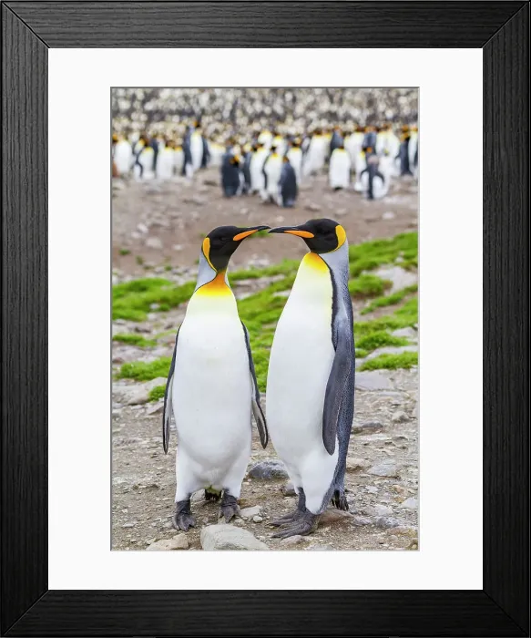 Framed Print : King penguin (Aptenodytes patagonicus) breeding and nesting colony at St. Andrews Bay on South Georgia, Southern Ocean, Polar Regions Framed Print : King penguin (Aptenodytes patagonicus) breeding and nesting colony at St. Andrews Bay on South Georgia, Southern Ocean, Polar Regions