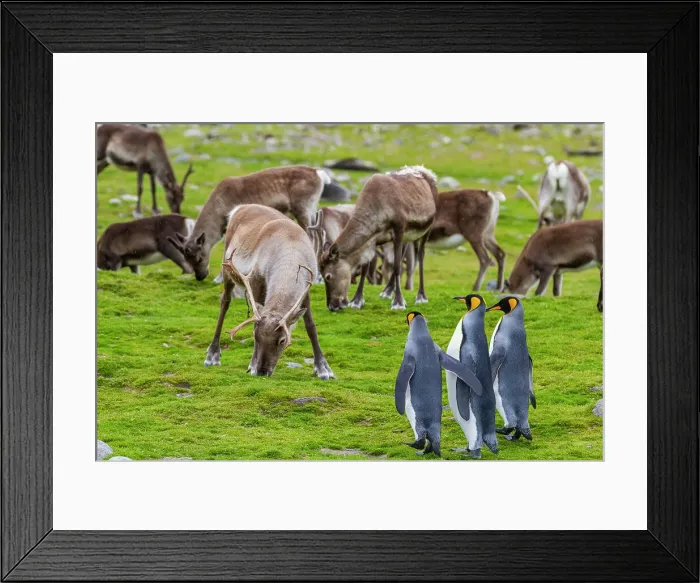 Framed Print : King penguin (Aptenodytes patagonicus) with introduced reindeer at breeding and nesting colony at St. Andrews Bay on South Georgia, Southern Ocean, Polar Regions