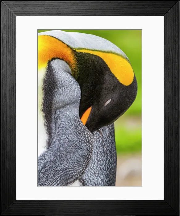 Framed Print : King penguin (Aptenodytes patagonicus) detail at breeding and nesting colony at St. Andrews Bay on South Georgia, Southern Ocean, Polar Regions Framed Print : King penguin (Aptenodytes patagonicus) detail at breeding and nesting colony at St. Andrews Bay on South Georgia, Southern Ocean, Polar Regions