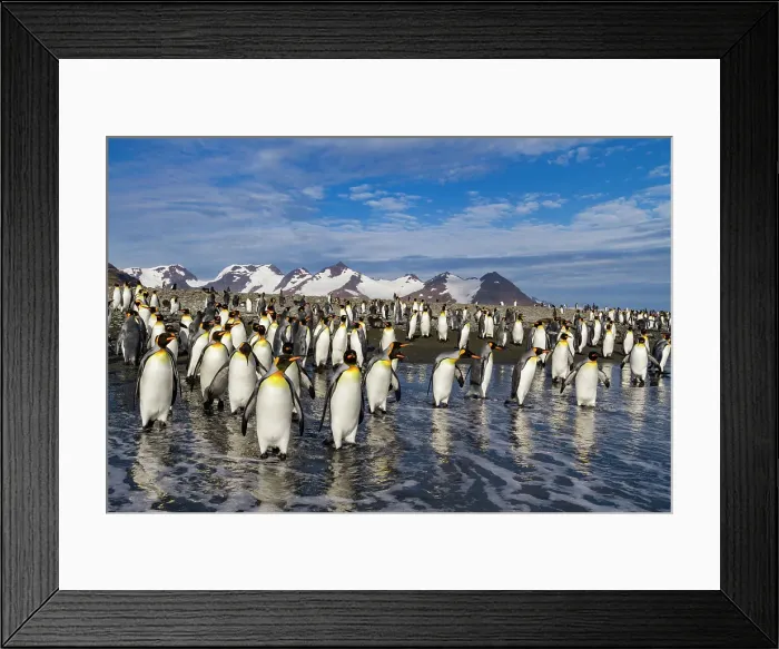 Framed Print : King penguins (Aptenodytes patagonicus) on the beach at breeding and nesting colony at Salisbury Plain in the Bay of Isles, South Georgia, Southern Ocean, Polar Regions Framed Print : King penguins (Aptenodytes patagonicus) on the beach at breeding and nesting colony at Salisbury Plain in the Bay of Isles, South Georgia, Southern Ocean, Polar Regions