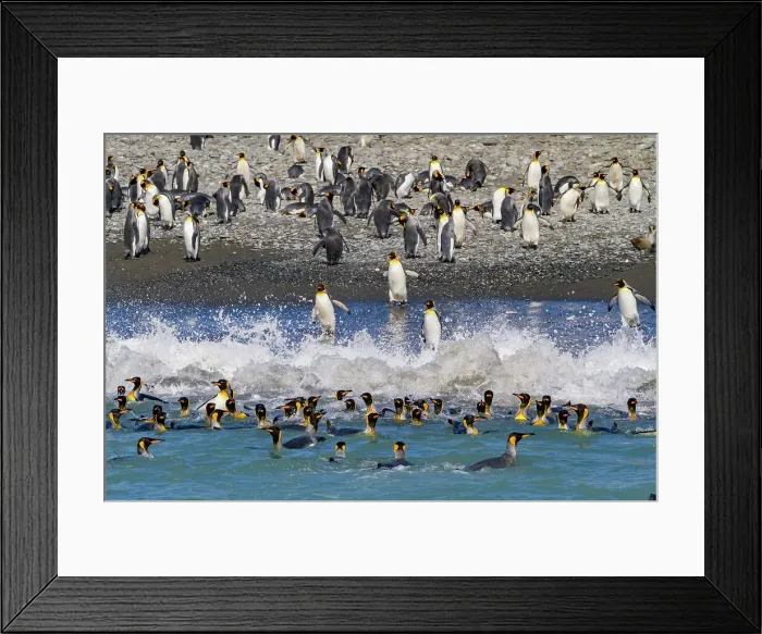 Framed Print : King penguin (Aptenodytes patagonicus) entering the sea from the beach at Salisbury Plain, South Georgia, Polar Regions Framed Print : King penguin (Aptenodytes patagonicus) entering the sea from the beach at Salisbury Plain, South Georgia, Polar Regions