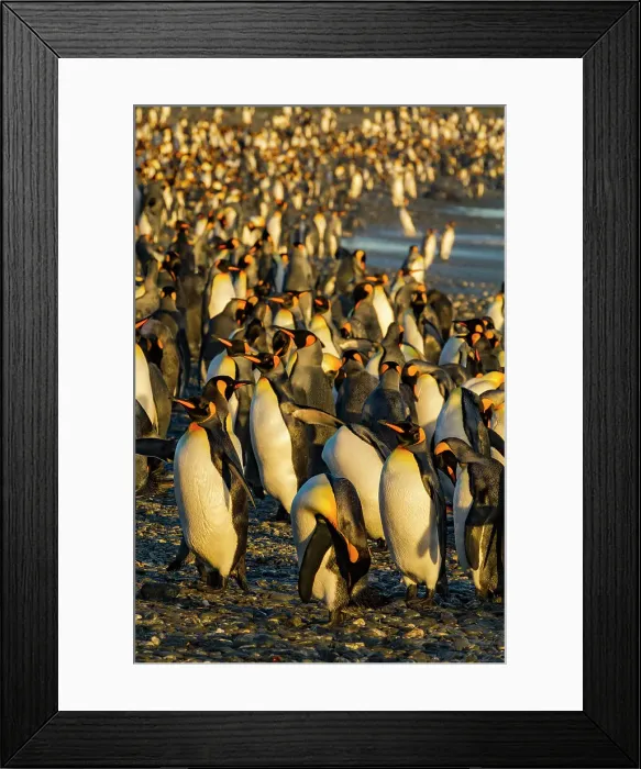Framed Print : King penguin (Aptenodytes patagonicus) breeding and nesting colony at Salisbury Plain in the Bay of Isles, South Georgia, Southern Ocean, Polar Regions Framed Print : King penguin (Aptenodytes patagonicus) breeding and nesting colony at Salisbury Plain in the Bay of Isles, South Georgia, Southern Ocean, Polar Regions