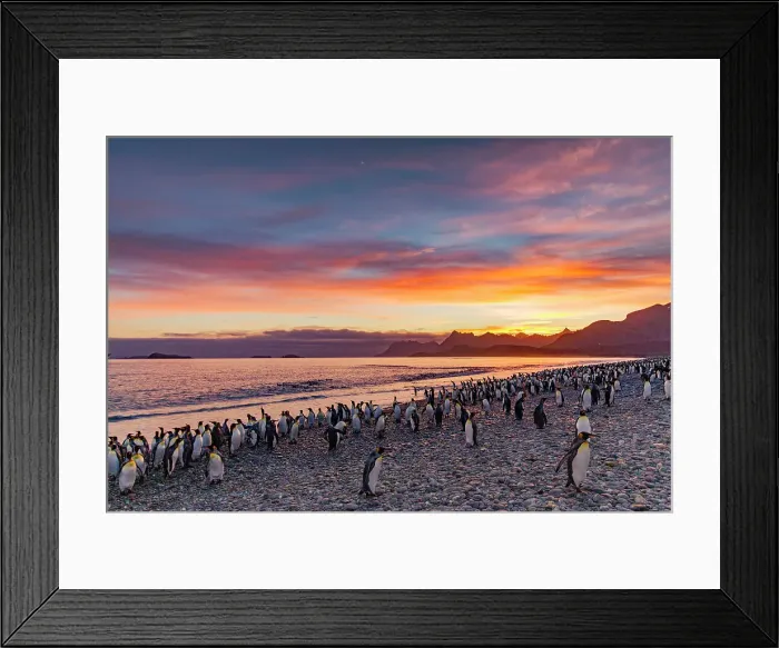 Framed Print : Sunrise on king penguin (Aptenodytes patagonicus) breeding and nesting colony at Salisbury Plain in the Bay of Isles, South Georgia, Southern Ocean, Polar Regions Framed Print : Sunrise on king penguin (Aptenodytes patagonicus) breeding and nesting colony at Salisbury Plain in the Bay of Isles, South Georgia, Southern Ocean, Polar Regions