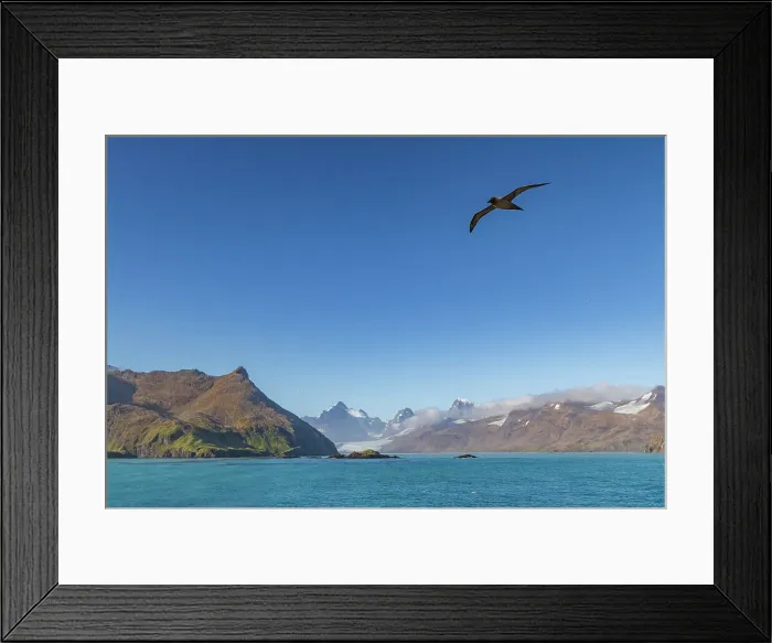 Framed Print : Adult light-mantled sooty albatross (Phoebetria palpebrata) on the wing in Stomness Bay on South Georgia, Southern Ocean, Polar Regions