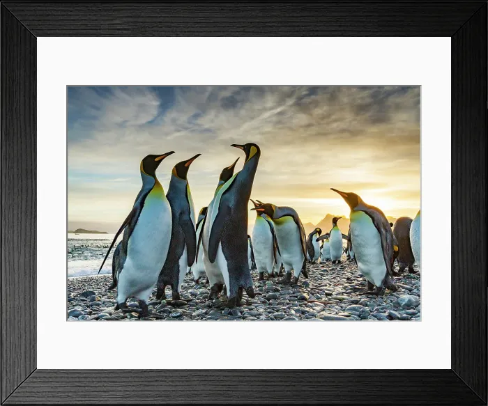 Framed Print : Sunrise on king penguin (Aptenodytes patagonicus) breeding and nesting colony at Salisbury Plain in the Bay of Isles, South Georgia, Southern Ocean, Polar Regions Framed Print : Sunrise on king penguin (Aptenodytes patagonicus) breeding and nesting colony at Salisbury Plain in the Bay of Isles, South Georgia, Southern Ocean, Polar Regions