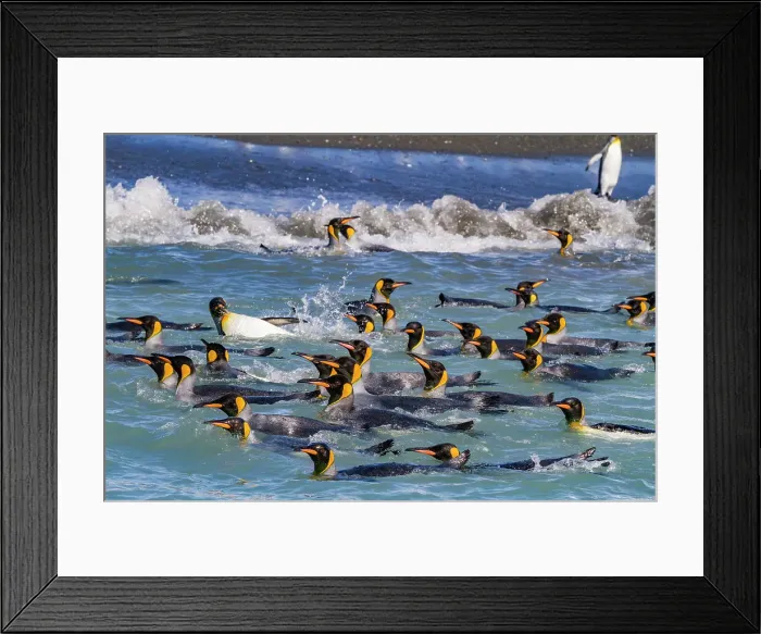 Framed Print : King penguins (Aptenodytes patagonicus) swimming near the nesting beach at Salisbury Plain, South Georgia, Polar Regions Framed Print : King penguins (Aptenodytes patagonicus) swimming near the nesting beach at Salisbury Plain, South Georgia, Polar Regions