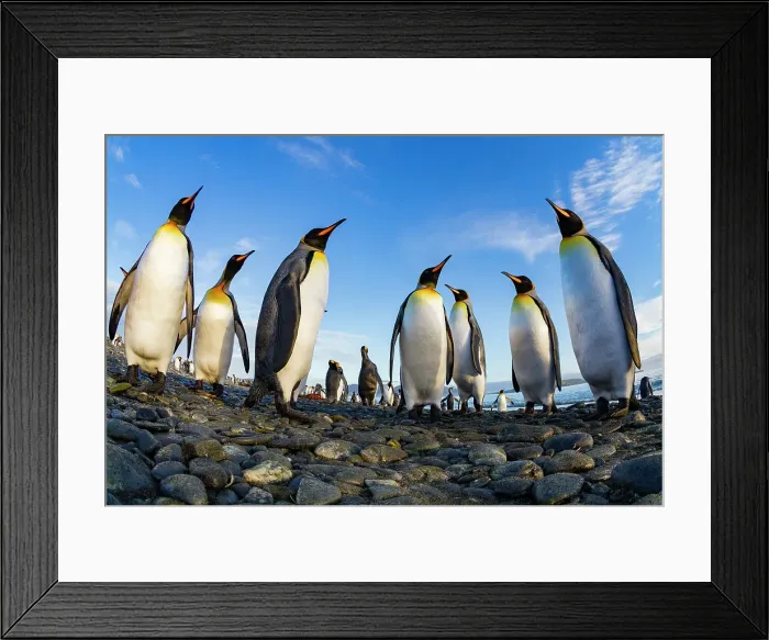 Framed Print : King penguin (Aptenodytes patagonicus) breeding and nesting colony at Salisbury Plain in the Bay of Isles, South Georgia, Southern Ocean, Polar Regions Framed Print : King penguin (Aptenodytes patagonicus) breeding and nesting colony at Salisbury Plain in the Bay of Isles, South Georgia, Southern Ocean, Polar Regions