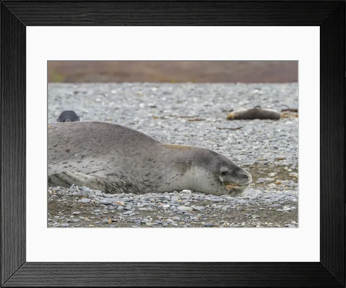 Framed Print : Huge adult male leopard seal (Hydrurga leptonyx) hauled out on the beach at Salisbury Plain in the Bay of Isles, South Georgia, Polar Regions Framed Print : Huge adult male leopard seal (Hydrurga leptonyx) hauled out on the beach at Salisbury Plain in the Bay of Isles, South Georgia, Polar Regions