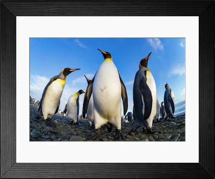 Framed Print : King penguin (Aptenodytes patagonicus) breeding and nesting colony at Salisbury Plain in the Bay of Isles, South Georgia, Southern Ocean, Polar Regions