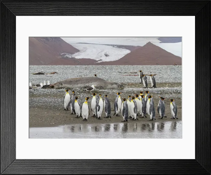Framed Print : Huge adult male leopard seal (Hydrurga leptonyx) hauled out on the beach at Salisbury Plain in the Bay of Isles, South Georgia, Polar Regions