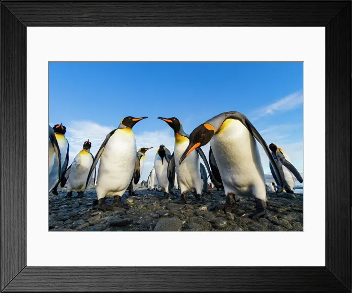 Framed Print : King penguin (Aptenodytes patagonicus) breeding and nesting colony at Salisbury Plain in the Bay of Isles, South Georgia, Southern Ocean, Polar Regions Framed Print : King penguin (Aptenodytes patagonicus) breeding and nesting colony at Salisbury Plain in the Bay of Isles, South Georgia, Southern Ocean, Polar Regions