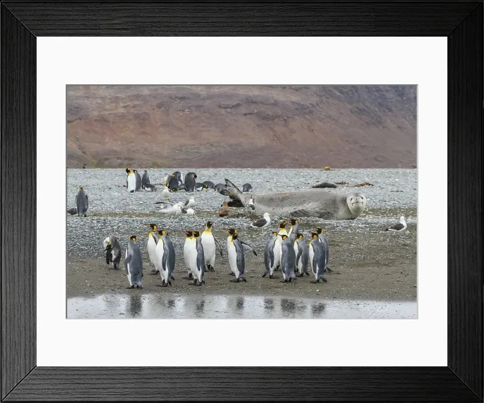 Framed Print : Huge adult male leopard seal (Hydrurga leptonyx) hauled out on the beach at Salisbury Plain in the Bay of Isles, South Georgia, Polar Regions