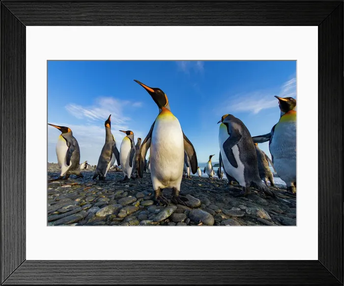Framed Print : King penguin (Aptenodytes patagonicus) breeding and nesting colony at Salisbury Plain in the Bay of Isles, South Georgia, Southern Ocean, Polar Regions